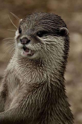 Wallpaper Otter Face Wet Teeth iPhone 4s