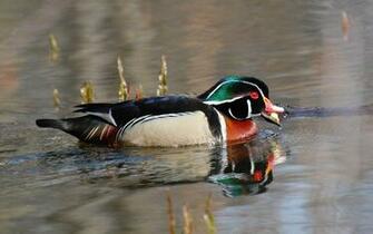 Wood Duck Wallpaper
