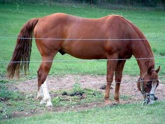 Quarter Horse Wallpaper