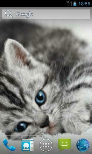Cats Wallpaper