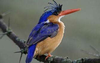 Wallpaper Photo And All Bluehire Bird Pictures