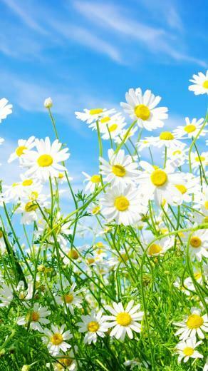 Daisies Flowers iPhone 5s Wallpaper iPad