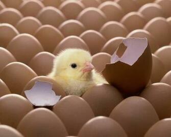Beautiful HD Wallpaper Chicken