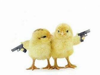 Funny Chicken Wallpaper For iPad Photo Shared By