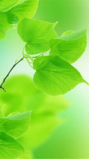 Green Leafs iPhone Wallpaper HD