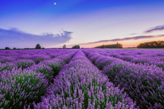 The Best Lavender Fields In Uk Where To Find Them Wallpaper