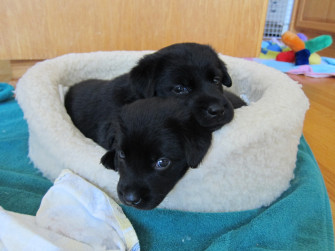 Black Lab Puppies By Autumnaki2
