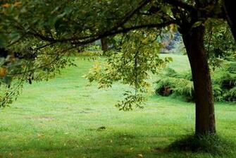 Nature Background By Elanordh Stock