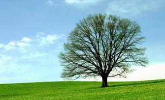 Oak Tree Wallpaper