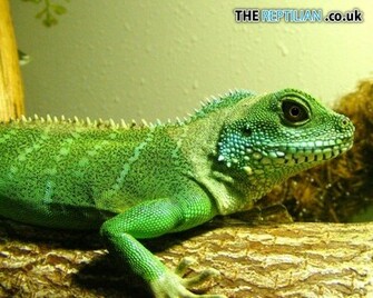 The Reptilian S Able Desktop Wallpaper Exotic