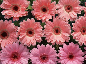Pink Flowers Wallpaper