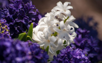 Desktop HD Hyacinth Background Wallpaper