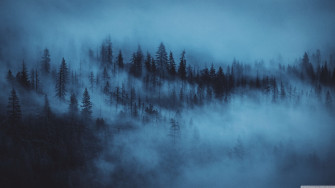 Dark Woods Aesthetic 4k HD Desktop Wallpaper For