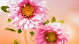 Pink Floral Wallpaper HD