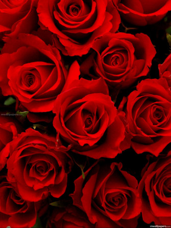 Black Rose iPhone Wallpaper On
