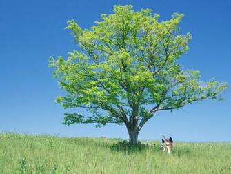 In The Shade Of Tall Trees Wallpaper And Image