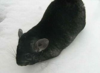 Chinchilla HD Wallpaper