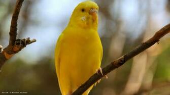 Budgie Melopsittacus Undulatus Shell Parakeet Yellow Bird HD