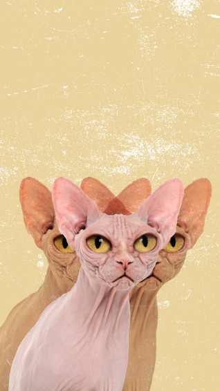 Ugly Picture Wallpaper