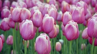 Beautiful Nature Spring Flowers High Definition Full Screen
