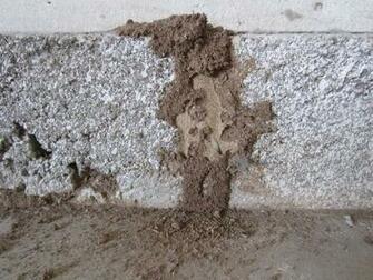 Best Termite Wallpaper