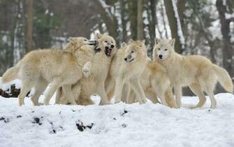 Enchanting Wolf Pictures Style Arena