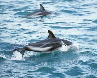 The Best Top Desktop Dolphin Wallpaper HD Dolphins Jpg