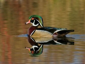 Wallpaper For Wood Duck