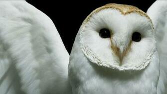 Animal Barn Owl Wallpaper