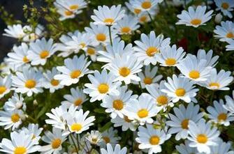 White Daisies HD Wallpaper