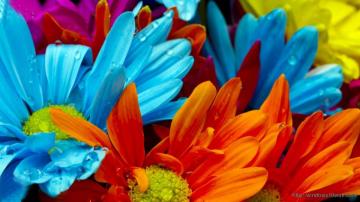 Colorful Birds Background HD Wallpaper