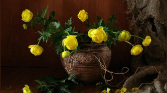 Still Life Wallpaper