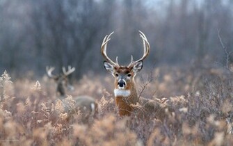White Tailed Deer In Jungle HD Wallpaper Famous