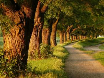 Tree Wallpaper On