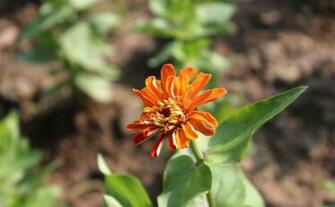 Labels Flowers Pictures Wallpaper Zinnia