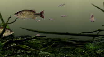 Aquazone Bass Edition