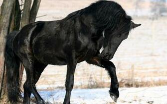 Black Horse HD Wallpaper