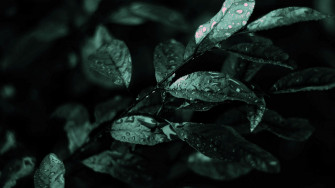 Dark Green Wallpaper