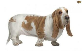 Basset Hound Wallpaper HD Background Wallpaperin4k Net