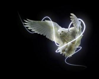 Cool Snow Owl Wallpaper Rocketdock