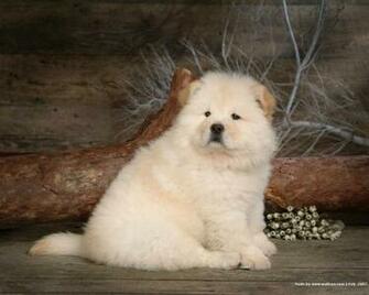 Chow Wallpaper Dogs