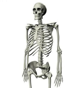 Skeleton Wallpaper HD Background