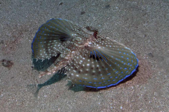 Flying Gurnard Wallpaper
