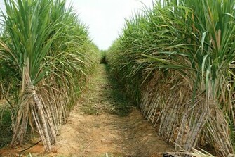 Lakshmi Sugar Mill Iquabal Pur Roorkee