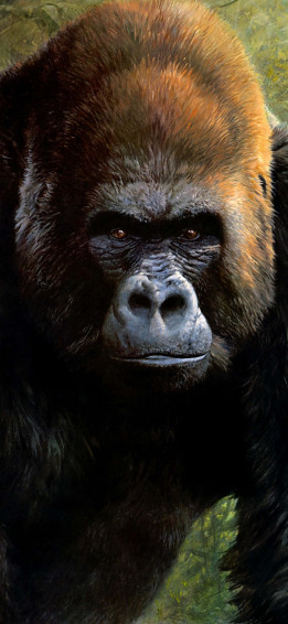 Say Hello To The Strongest Gorilla With iPhone X Wallpaper