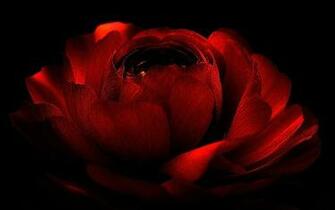 Red Love Computer Wallpaper Desktop Background