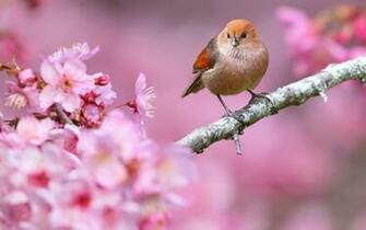 Bird And Spring Flower Wallpaper By Ladygaga Revelwallpaper Net