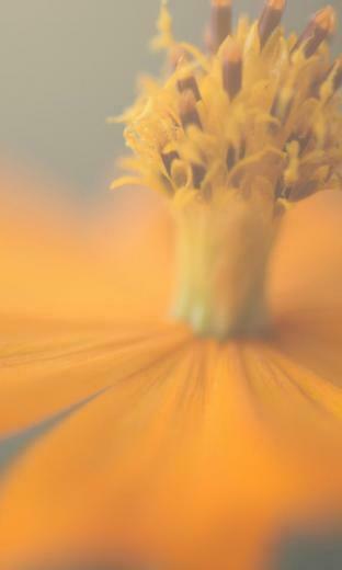 Ios Orange Flower Wallpaper Details