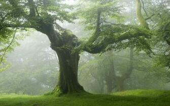 Old Tree Green Forest Trees