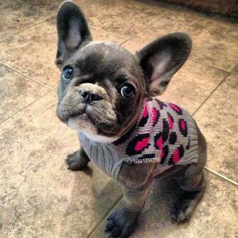 French Bulldog HD Wallpaper